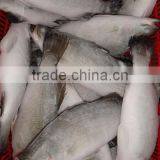 Asian Sea Bass Lates Calcarifer Barramundi thumbnail-1