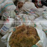 Eucheuma Spinosum With High Quality thumbnail-3