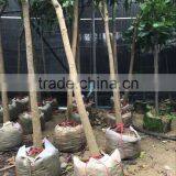 Mangifera Indica ( Mango Tree ) Tropical Plants thumbnail-2