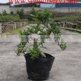 Pepper Tree Indoor Bonsai Export Wholesale thumbnail-1