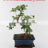 Pepper Tree Zanthoxylum 15cm Art thumbnail-1