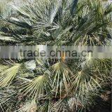 Chamaerops Humilis Cerifera thumbnail-2