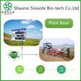 Mulberry Fruit Concentrate Extract for Food Supplement thumbnail-2