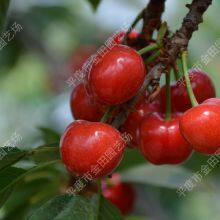 Brooks Cherry seedling