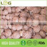 Hot Sale Smooth Surface Fresh Shiitake Mushroom thumbnail-4