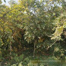This Year, the Price of Wisteria Saplings With a Ground Diameter of 2 cm in the Climbing Plant Area of Zhejiang Region. One Sapling is From a Ground Cover Plant Base. thumbnail-2