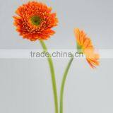 Fashion Golden Sun Buy Gerbera Flowers thumbnail-6
