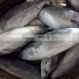 Frozen Auxis thazard from China bullet mackerel