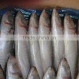 New Arrival Seafood Frozen Horse Mackerel in Good Price thumbnail-3