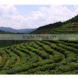 Hubei Chunmee Green Tea 9367 From Best Tea Garden thumbnail-2