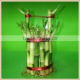 Bucket Shape Lucky Bamboo Bonsai Dracaena Sanderiana Indoor Ornamental Aquatic Feng Shui Plants Nursery Garden Decoration thumbnail-4