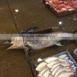 2016 New Coming Frozen Swordfish thumbnail-1