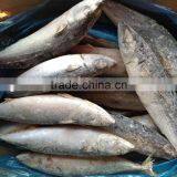 500/700g Sea Frozen Whole Round Pacific Mackerel