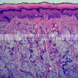 Zoology Animal Histology Prepared Slides for Microscopes thumbnail-4