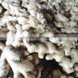 Best Ginger, Fresh Ginger From Viet Nam 2015-2016 thumbnail-1