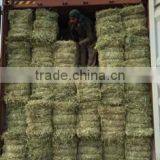 Rhodes Grass thumbnail-3