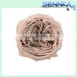 Popular Items for Preserved Austin Rose Heads thumbnail-2