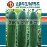 Cucumber Seeds Top Quality Seeds