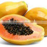 Papaya/pawpaw Multiple Layer Continuous Type Mesh Belt Dryer thumbnail-6