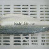 IQF Spanish Mackerel Fillet,Skin on ,Cutted thumbnail-1