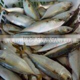Whole Round Frozen Indian Mackerel Fish thumbnail-2