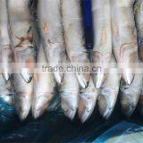 Frozen Mackerel 200-300g W/R Scomber Japonicus thumbnail-1