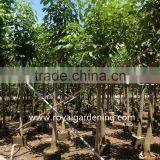 Tabebuia Rosea Tropical Trees