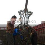 Lagerstroemia Indicadragon and Phoenix and Bottle Shape Trees thumbnail-5