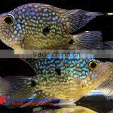 Green Texas Cichlid for Freshwater Aquarium Fish thumbnail-1