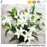 5 in One 3flower 2bud Lovely Decorative Artificial Lilies PU Flower thumbnail-1