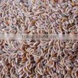 Psyllium Seed thumbnail-1