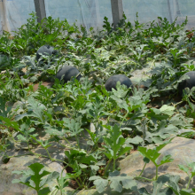 Wholesale Hybrid Watermelon Seeds for Sale thumbnail-4