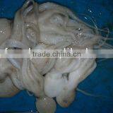 Frozen Octopus Fish thumbnail-1