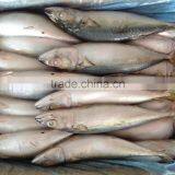 Frozen Mackerel Caught by Light Seine 300-400g