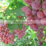 Fresh Style and Grapefruit Type Fresh Fruit From China thumbnail-1