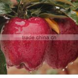 Pome Fruit fresh Huaniu apple export fresh red delicious apple fruit