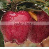 Common Cultivation Type and Apple Type Fresh Apples Fruit thumbnail-2