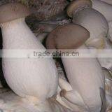 Cultivated King Syster Mushroom thumbnail-1