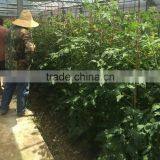 2016 Newest Crop High Yield Hybrid F1 High Virus Resistance Indeterminate Tomato Seeds From China For Sale thumbnail-4