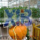 Greenhouse for Hydroponics System thumbnail-1