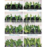 Upgrade and Newly Developed UFO LED Grow Light Full Spectrum 2nd Generation Series 300w Plants Light thumbnail-4