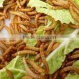 Backyard Chicken Feed thumbnail-3