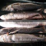 Wild Frozen Grey Mullet wr Roe off New Catch thumbnail-2