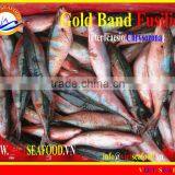 FROZEN GOLD BAND FUSILIER WHOLE ROUND thumbnail-1