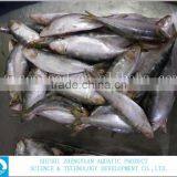 for Market Fresh Fish Frozen Sardine 120-150g thumbnail-1