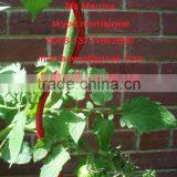 Plant Growing Spiral Wire