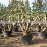 POM POM Olive Tree thumbnail-1