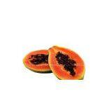 Red Lady Type Papaya Seeds 713 thumbnail-1