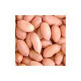 Long Shape Peanut Kernels (Virginia Type) thumbnail-1