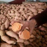 300g-450g fresh sweet potato